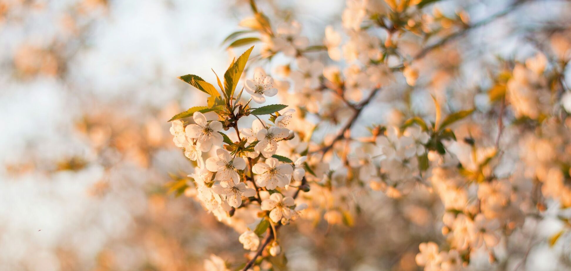 В Україну після аномального холоду увірветься потепління: синоптикиня назвала дату