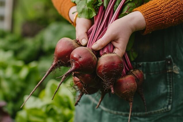 Главный эффект от употребления свеклы: преимущества и особенности