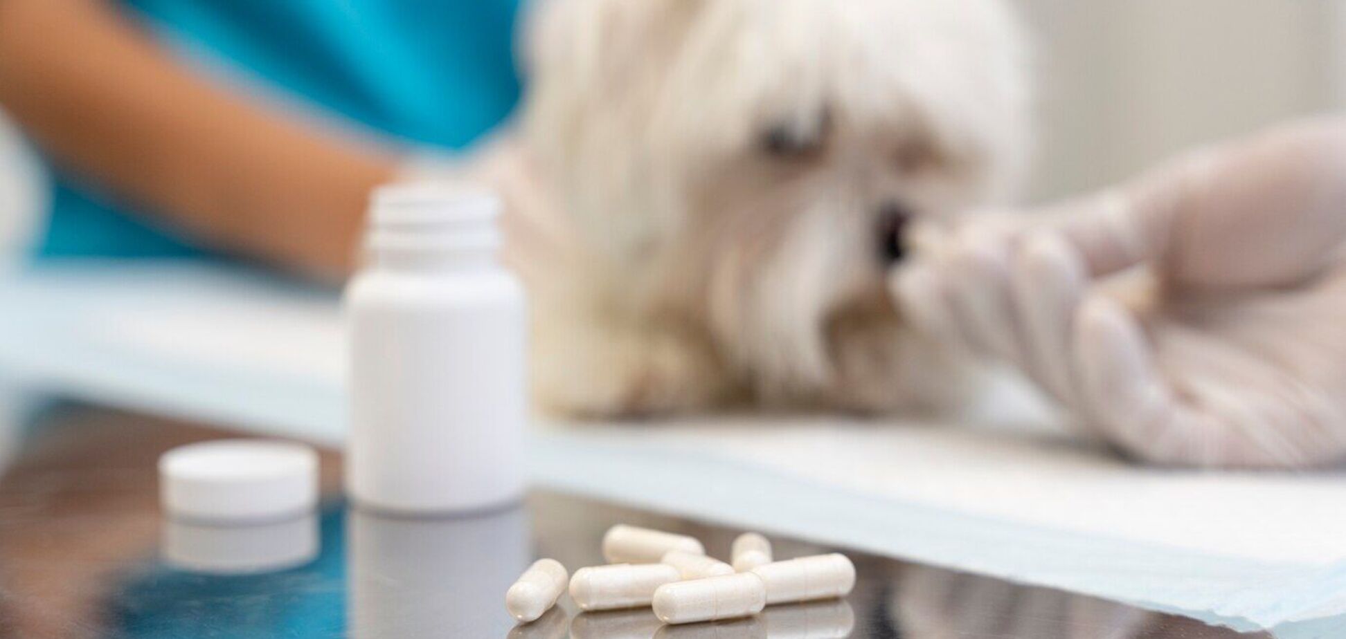 Навіть якщо немає ознак: ветеринари пояснили, чому треба обробляти собак та котів від глистів