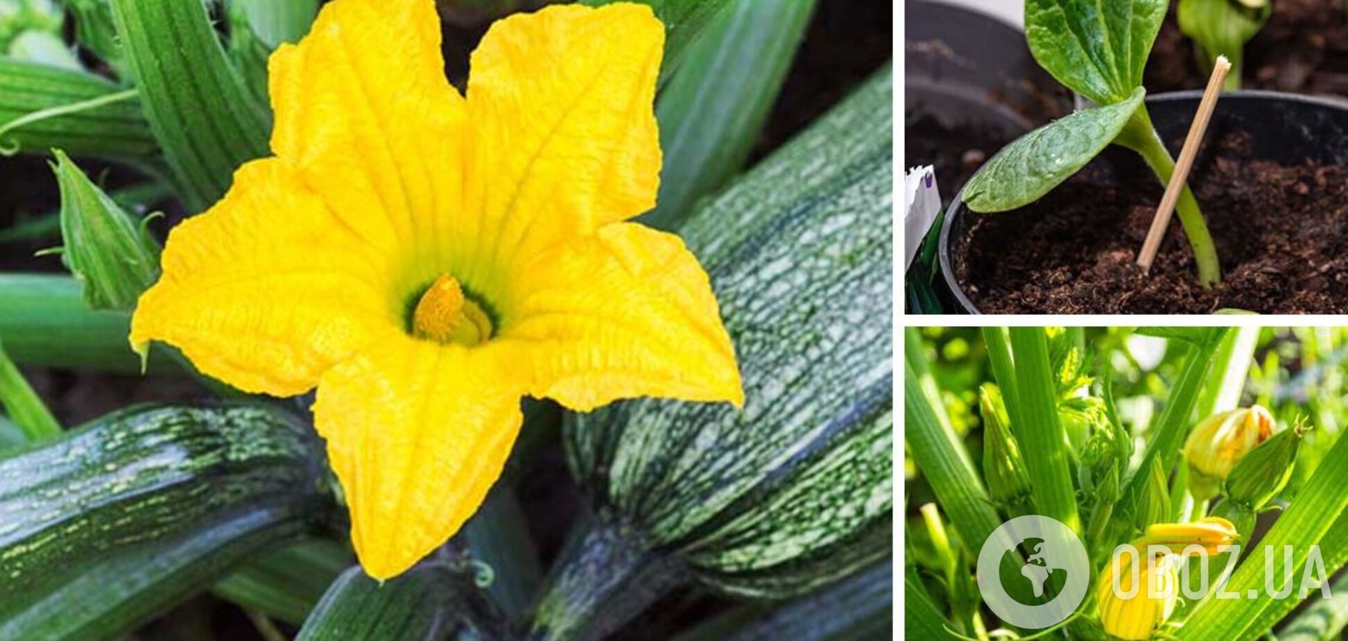 Як збільшити урожай кабачків: допоможе просте добриво