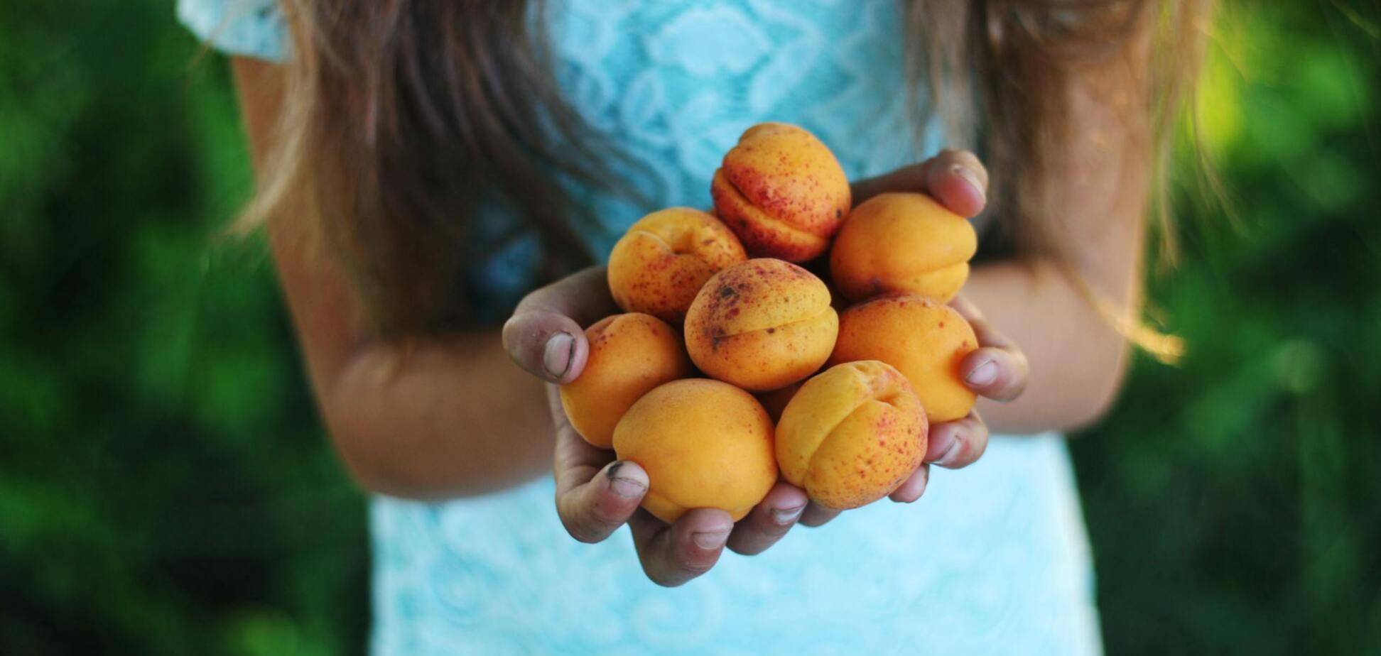 'Зима' посреди весны: как спасти абрикосы от заморозков