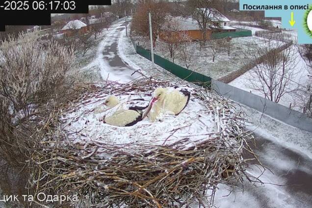 Гнездо аистов Одарки и Грицька засыпало снегом: чем известна эта 'пара' и какие 'страсти' разгорелись. Фото и видео