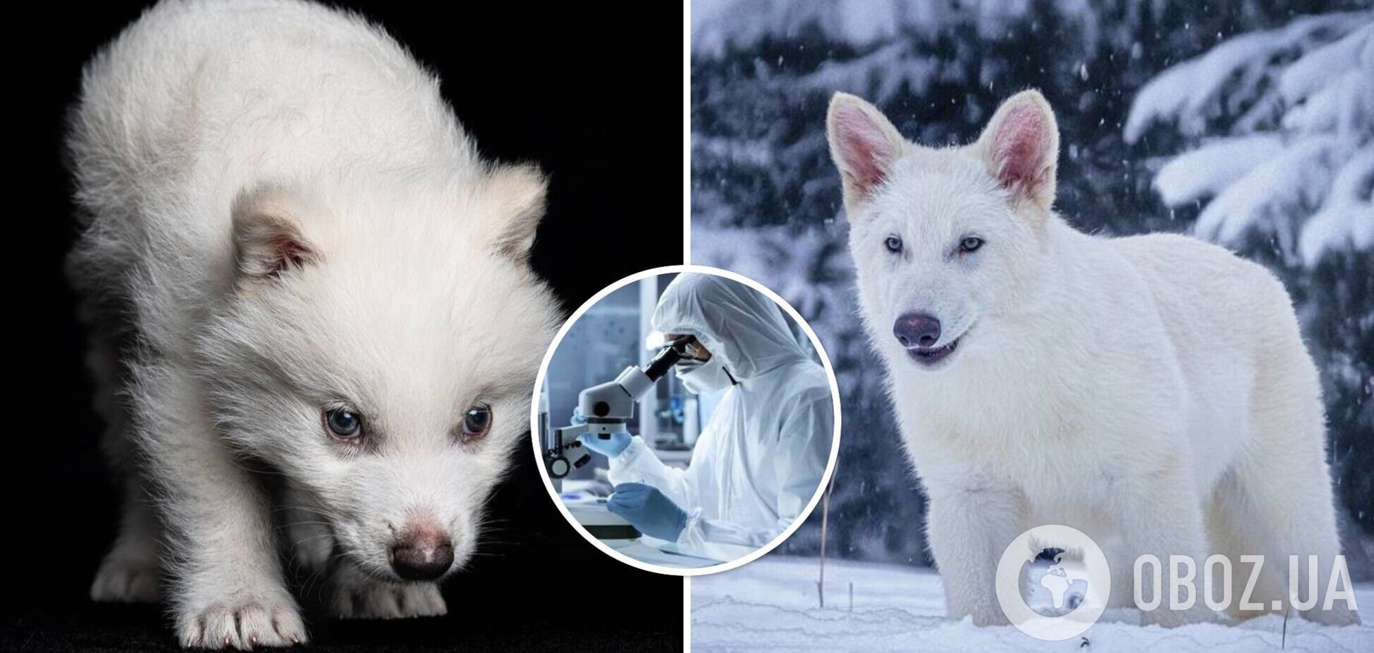 Ученые скептически отреагировали на заявление о 'реинкарнации' доисторического хищника – Ромул, Ремус и Халиси – февраль