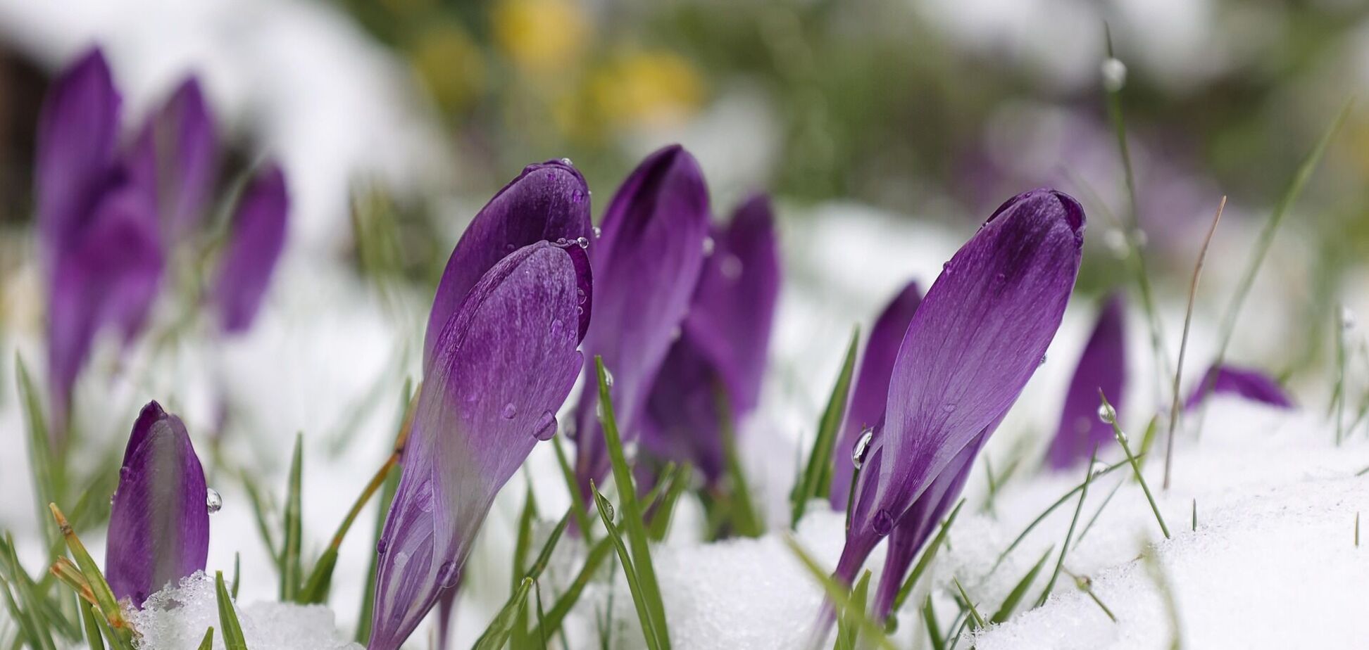 На Украину надвигаются метели: синоптик предупредила о погодном 'ударе' и назвала дату. Карта