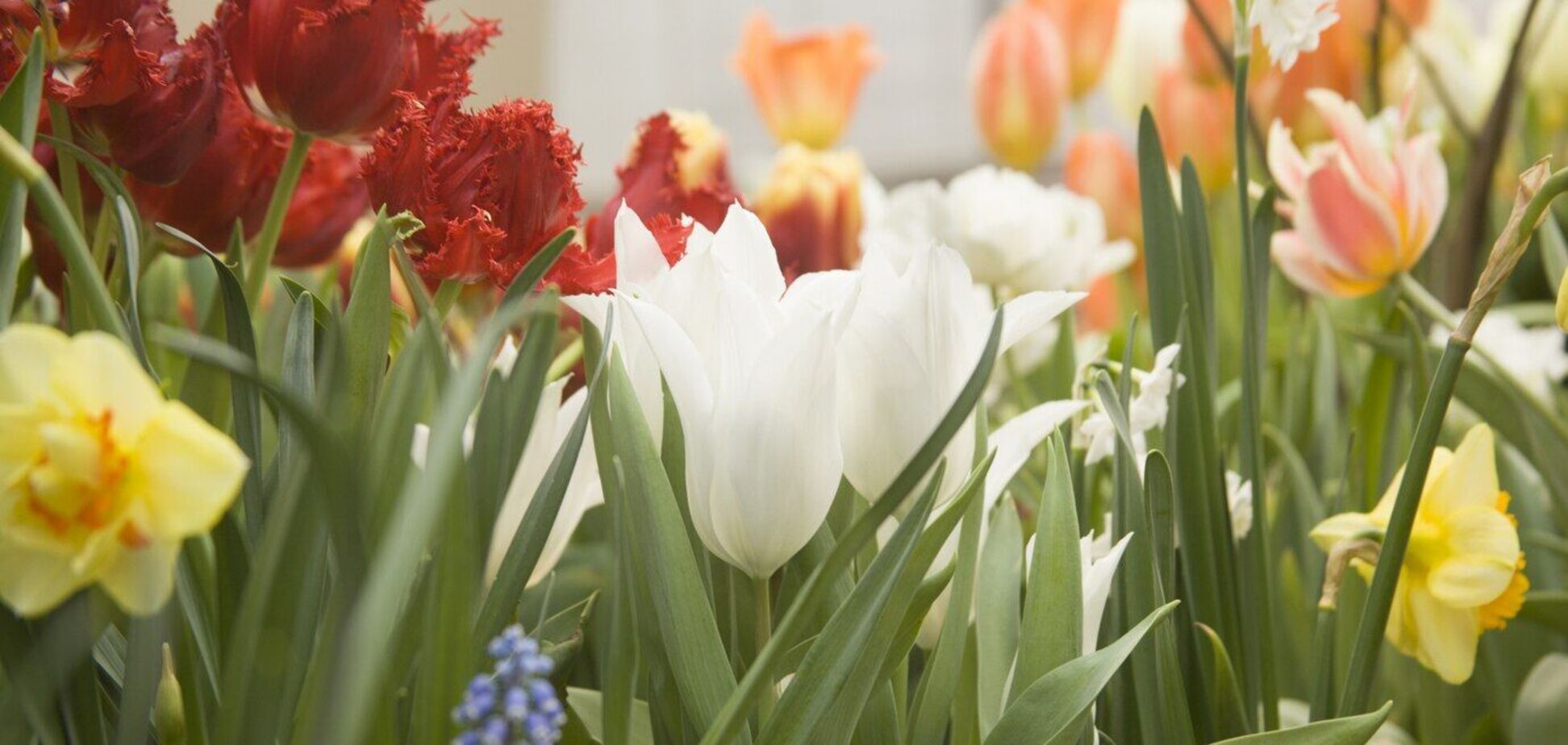 Что категорически нельзя делать с тюльпанами и нарциссами в мае