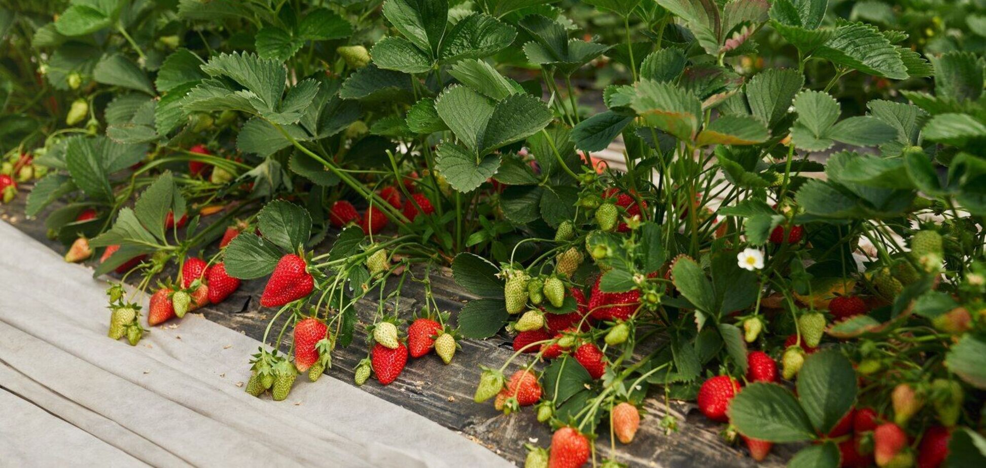 Клубника будет иметь более сочные и крупные плоды: неожиданный совет по выращиванию