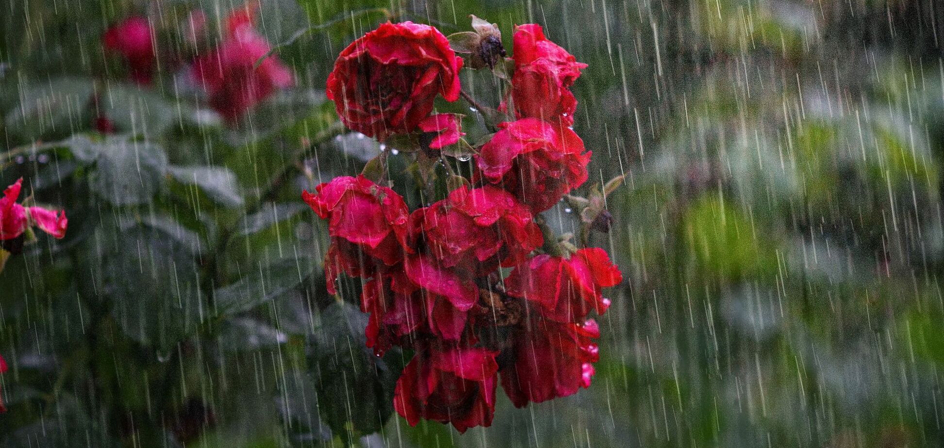 Сонце рідко визиратиме з-за хмар: які області Україні накриють дощі у понеділок, 26 травня