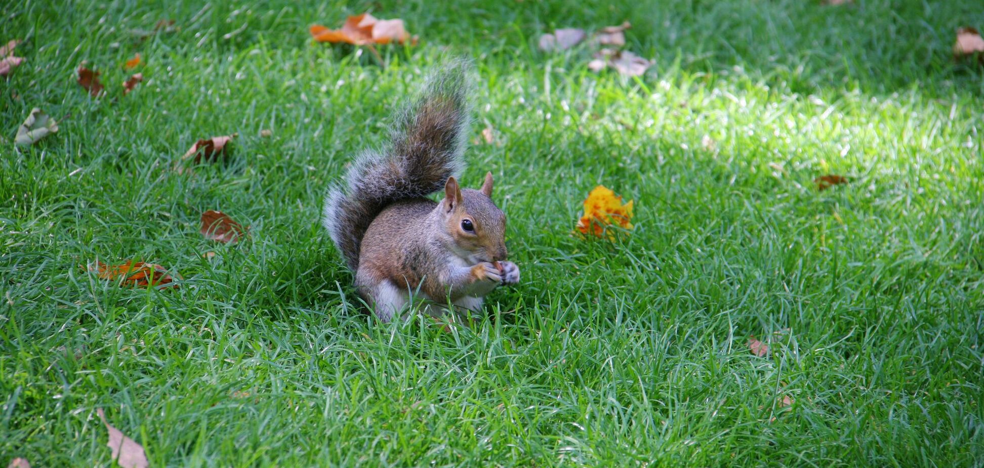 Білки відразу перестануть красти корм для птахів: що врятує