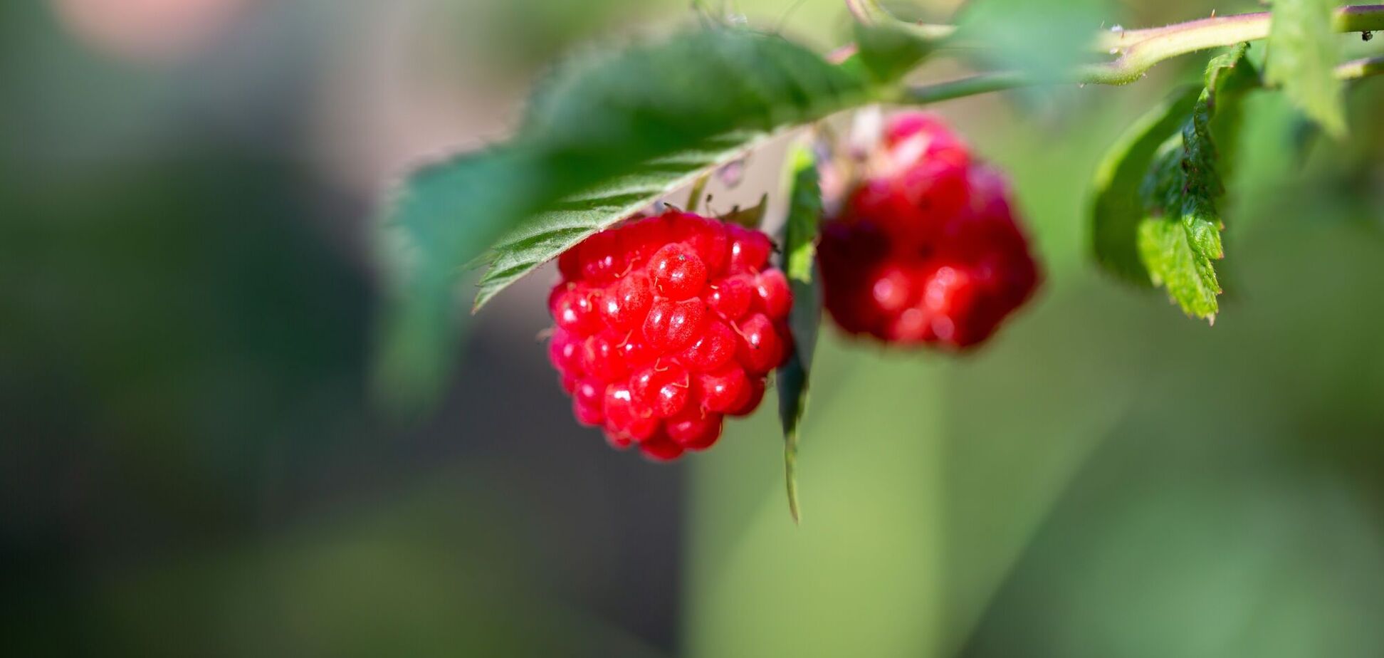 Что необходимо сделать в мае с малиной, чтобы получить щедрый урожай: один нюанс