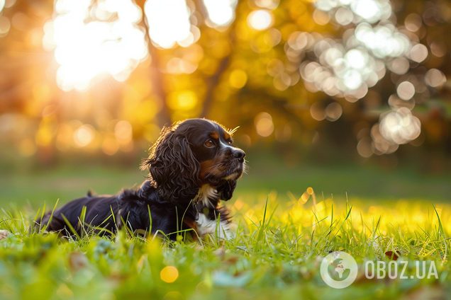 Как найти клещей на собаке с помощью iPhone: в сети завирусился действенный способ