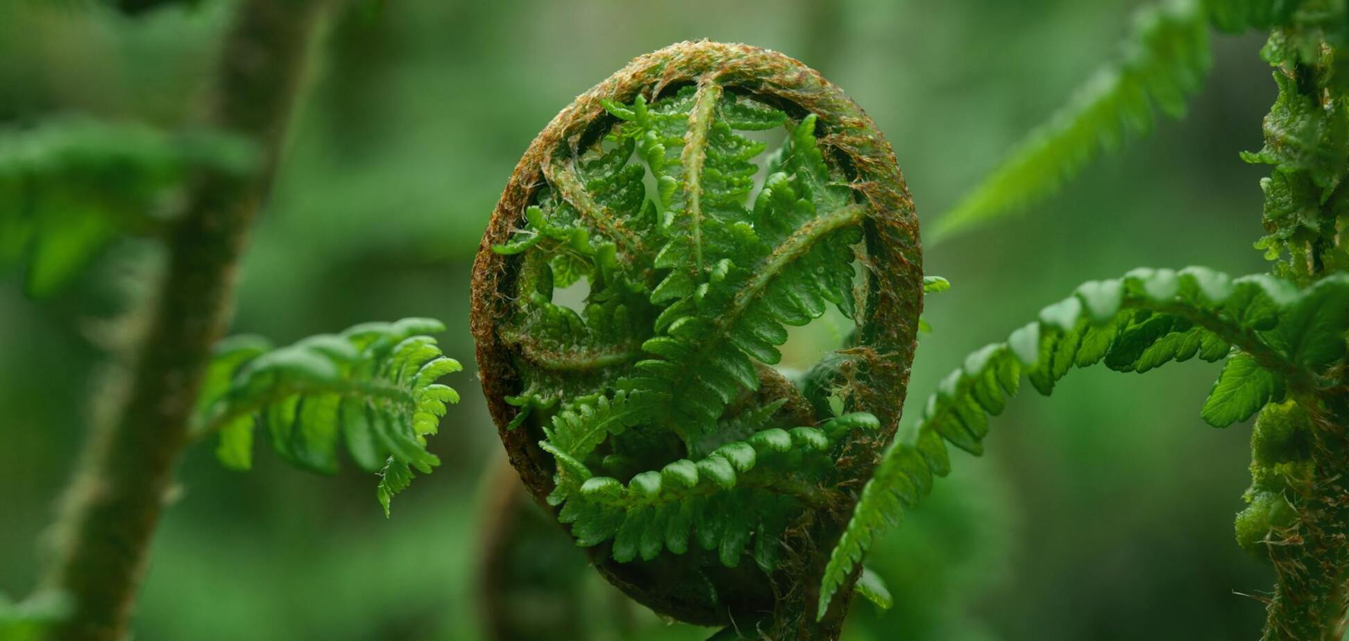 Ученые обнаружили растение, которое способно эволюционировать наоборот: как это работает