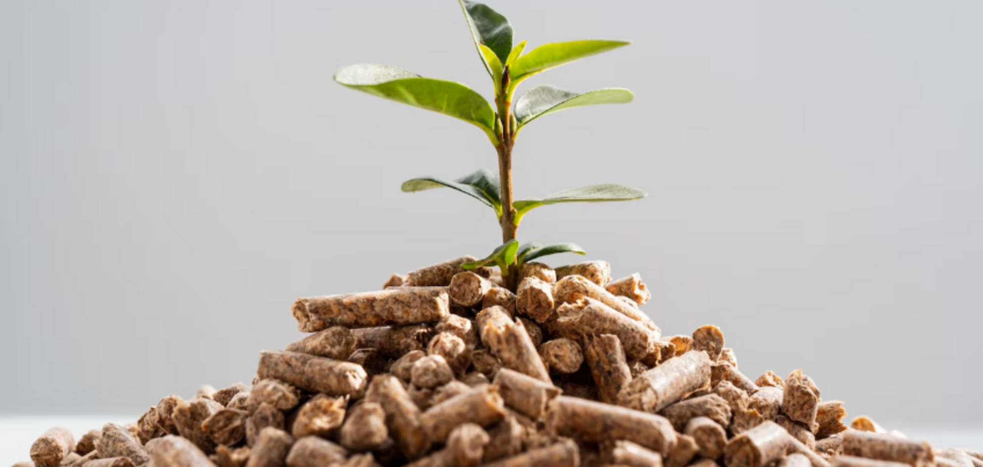 Ідеальне домашнє добриво для рослин у саду: з чого зробити