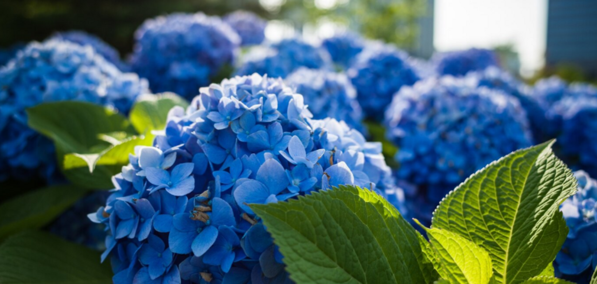 Чим підживити гортензії, щоб мати великі квіти: незвичний варіант