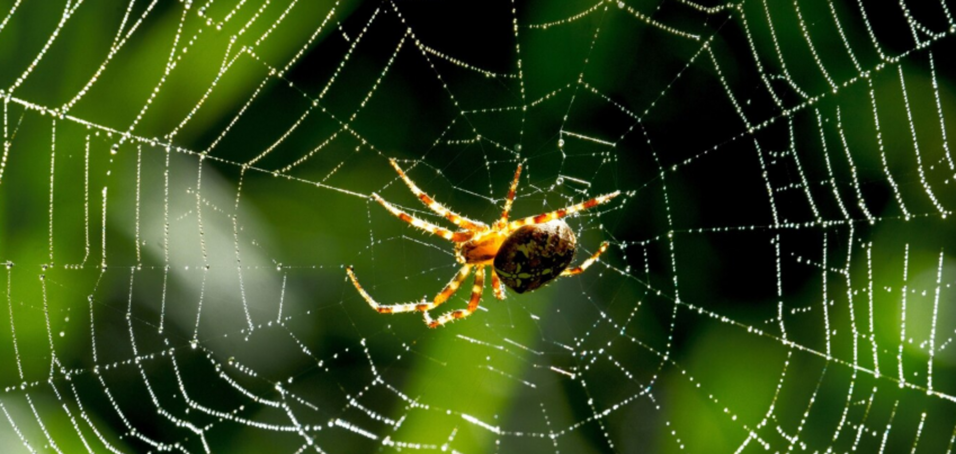 Как отпугнуть пауков от дома: спасет натуральное средство
