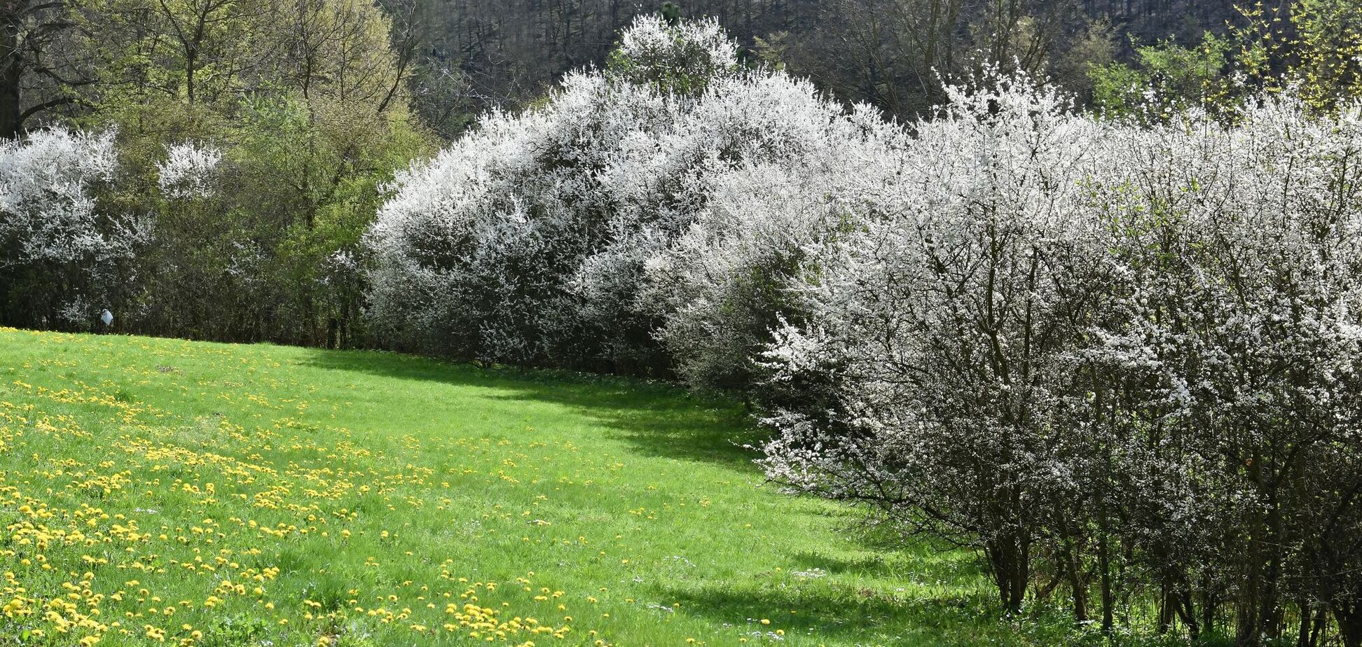 Какой праздник отмечают 19 мая: все об этом дне
