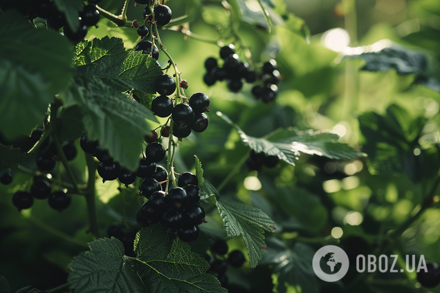 Чем подкормить смородину, чтобы была размером с черешню: поможет одно средство