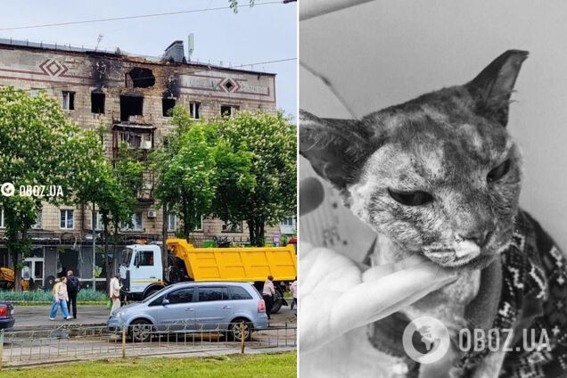 В Киеве умерла кошка Аля, которая выжила после атаки 'Шахеда' 7 мая. Фото