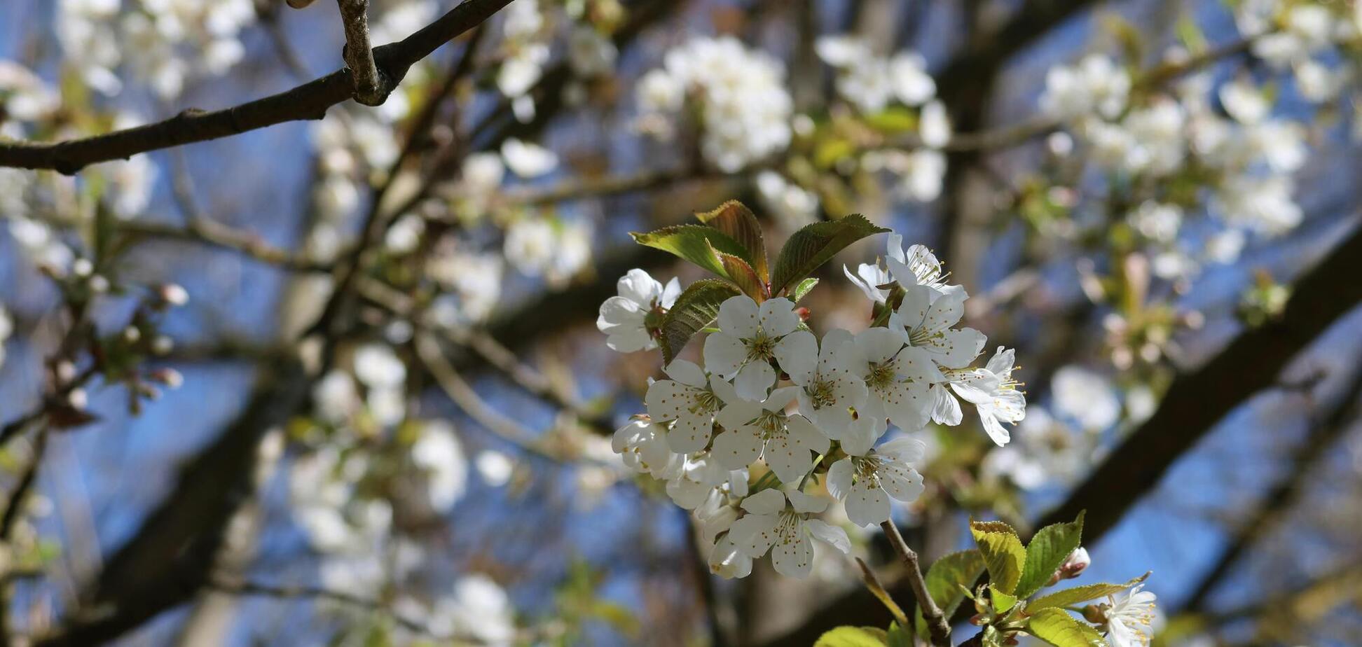 Погода весною