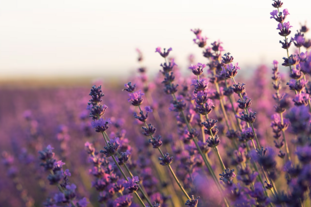 Где посадить лаванду, чтобы она росла высокой и роскошно цвела: названо идеальное место