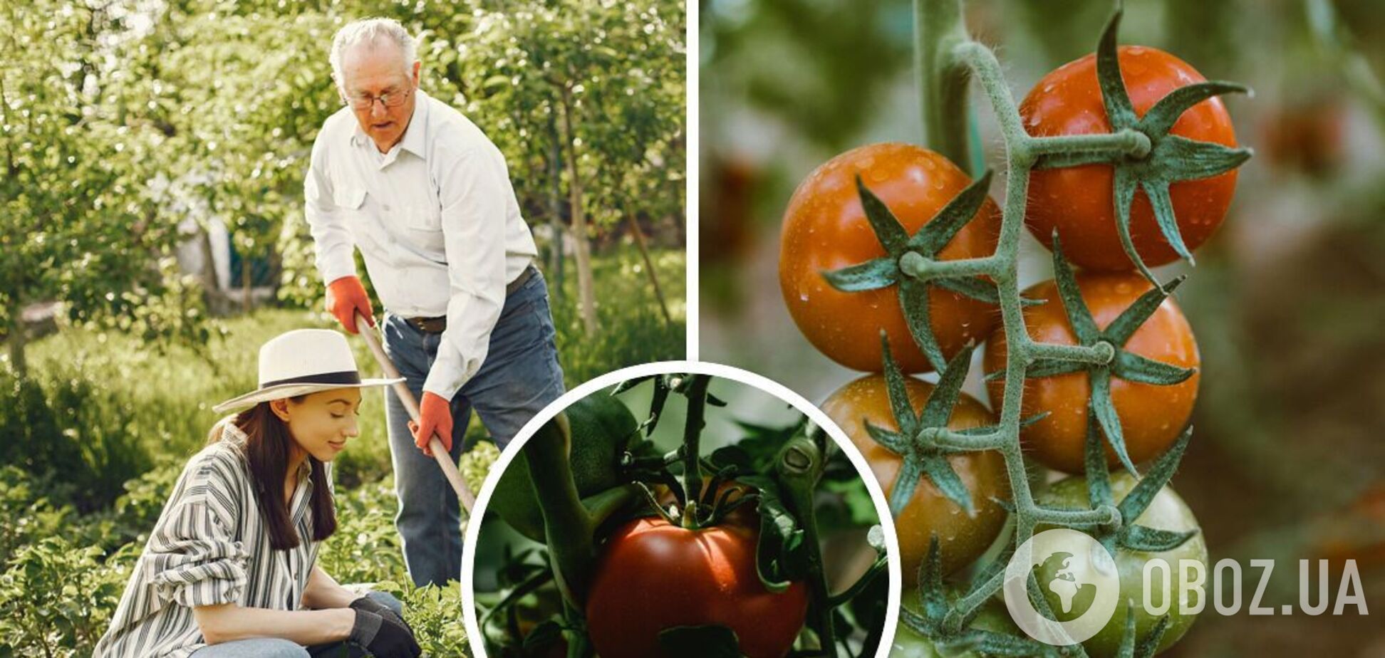 Урожай розчарує: де не варто садити помідори