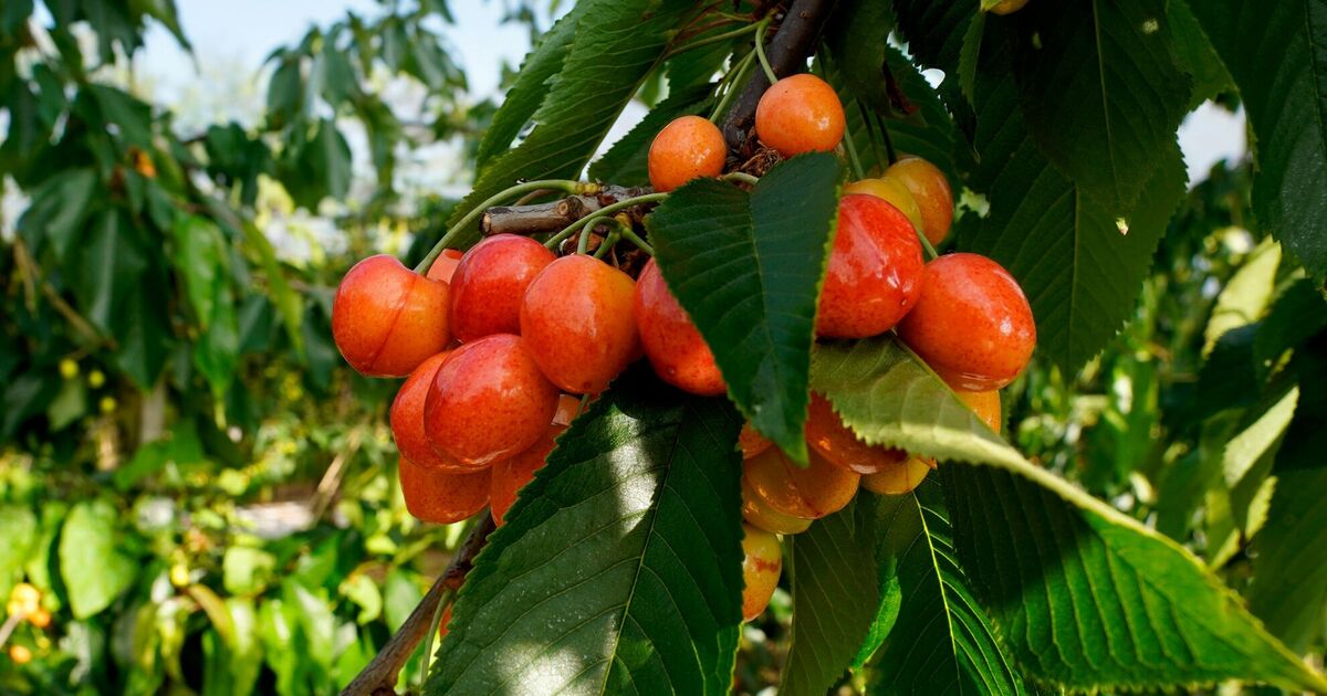 В Україні втрачено до 50% врожаїв: влітку назріває дефіцит популярних ягід