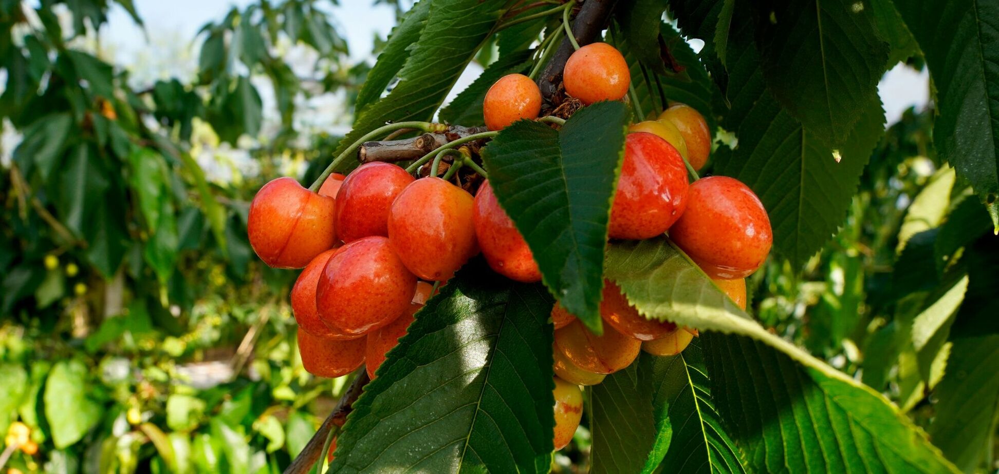 Ілюстрація - грона черешні на гілках