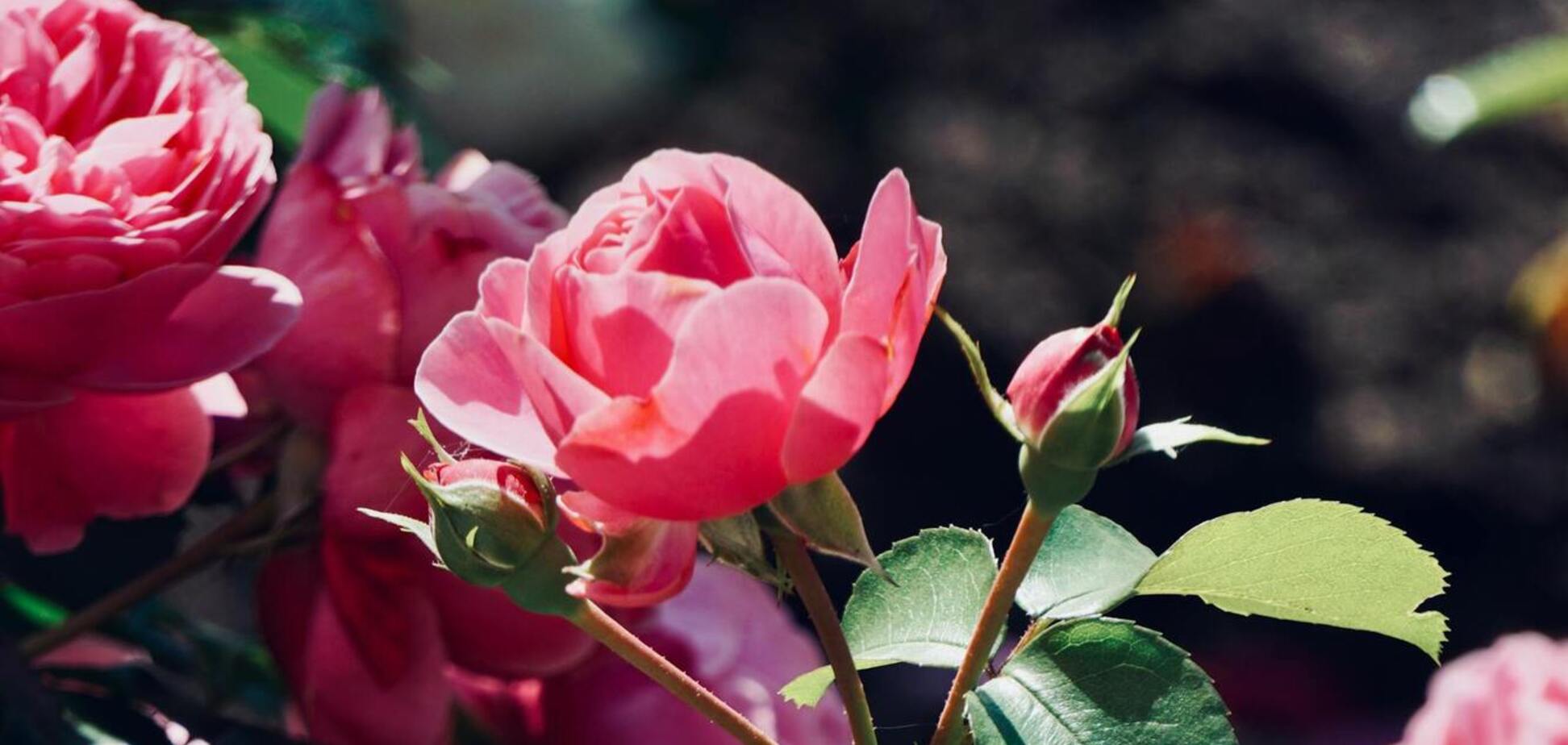 Ростимуть швидше, цвістимуть краще: як треба доглядати за трояндами