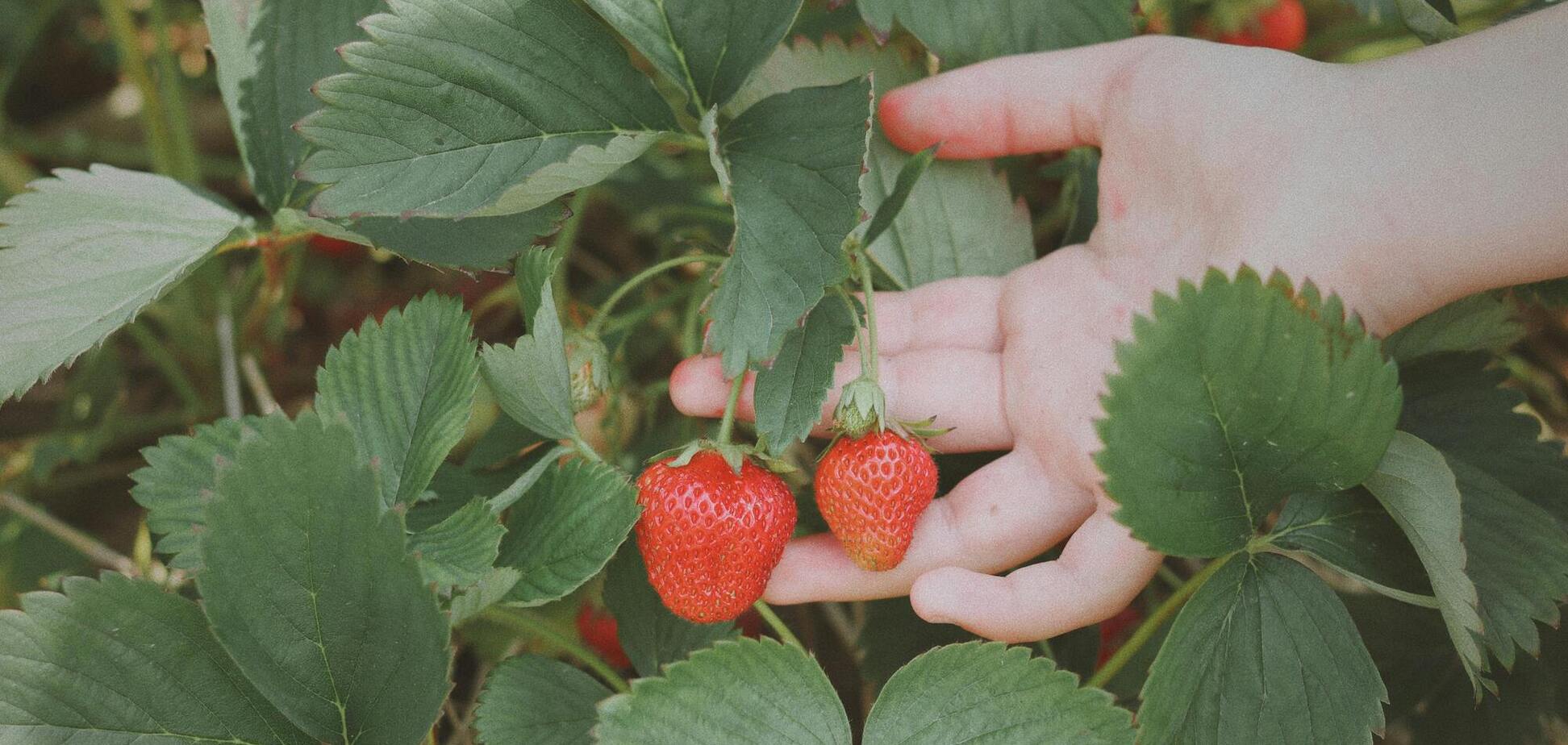 Как спасти клубнику от слизней: добавьте в почву один натуральный элемент