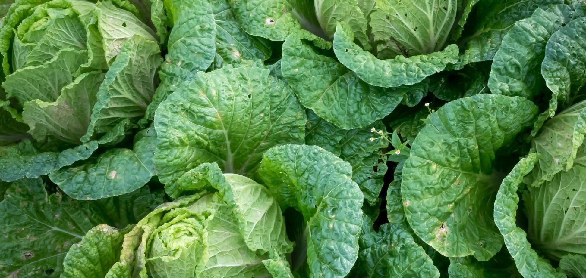 Допоможуть інші рослини: як захистити капусту від шкідників