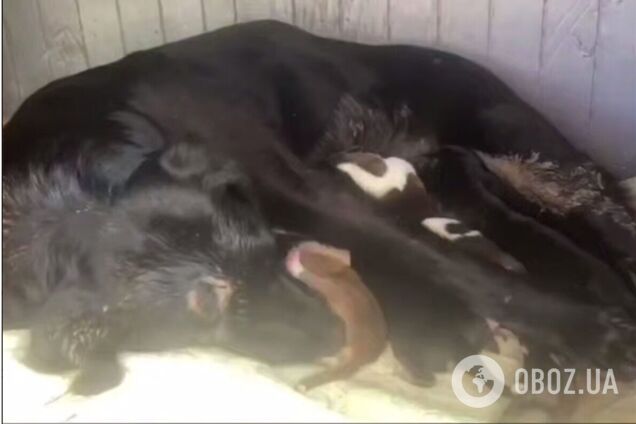 Собаку та її новонароджених цуценят завалило під землею: київські рятувальники KARG звільнили тварин з пастки. Відео