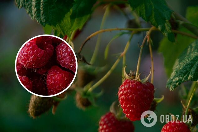 Ягід буде більше: чим полити малину для кращого урожаю