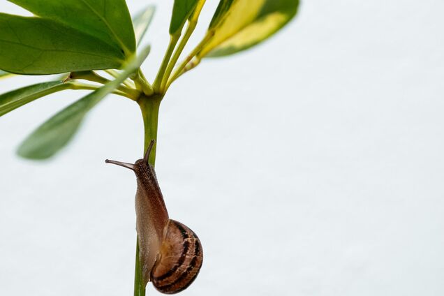 Як відлякати популярних шкідників від ваших квітів: додайте один інгредієнт у воду