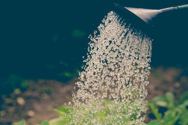 Когда нельзя поливать огород: названо худшее время