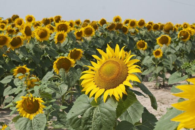 Температура будет расти постепенно: синоптик рассказал, когда ждать пика жары в Украине летом