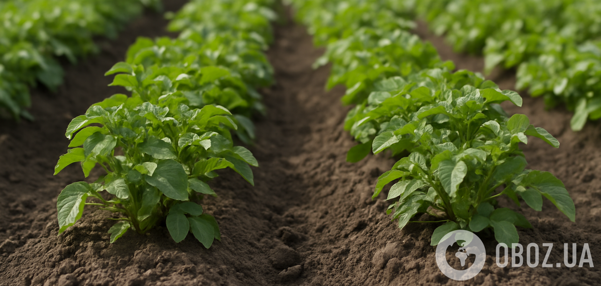 Картофель будет гигантским: чем подкормить перед цветением