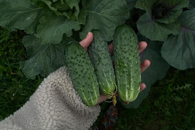 Цены на тепличные огурцы в Украине значительно выросли