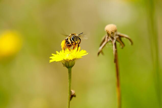 Чайная ложка сахара может спасти пчел: садоводов призвали быть бдительными