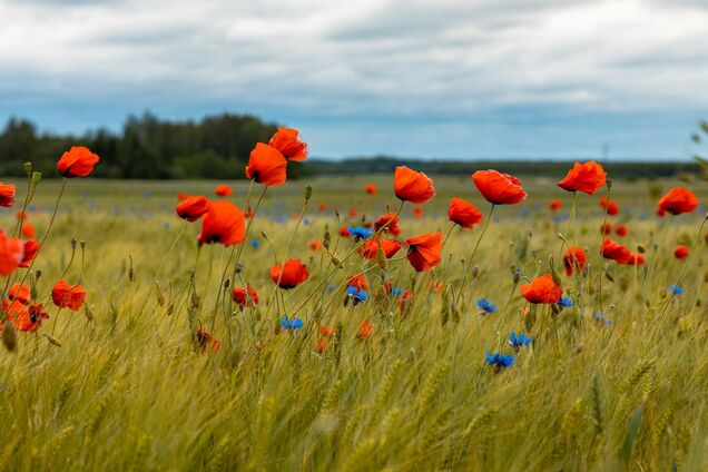 Украину будет пересекать холодный атмосферный фронт: синоптик рассказала, где возможны грозы и шквалы. Карта