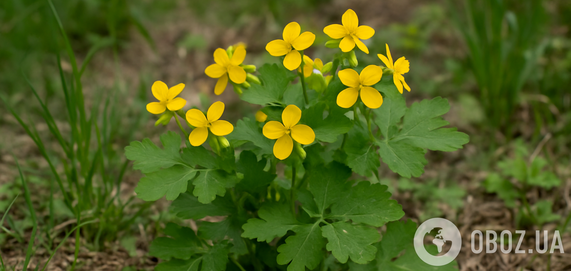 Не просто бурʼян: чому варто залишити чистотіл на городі