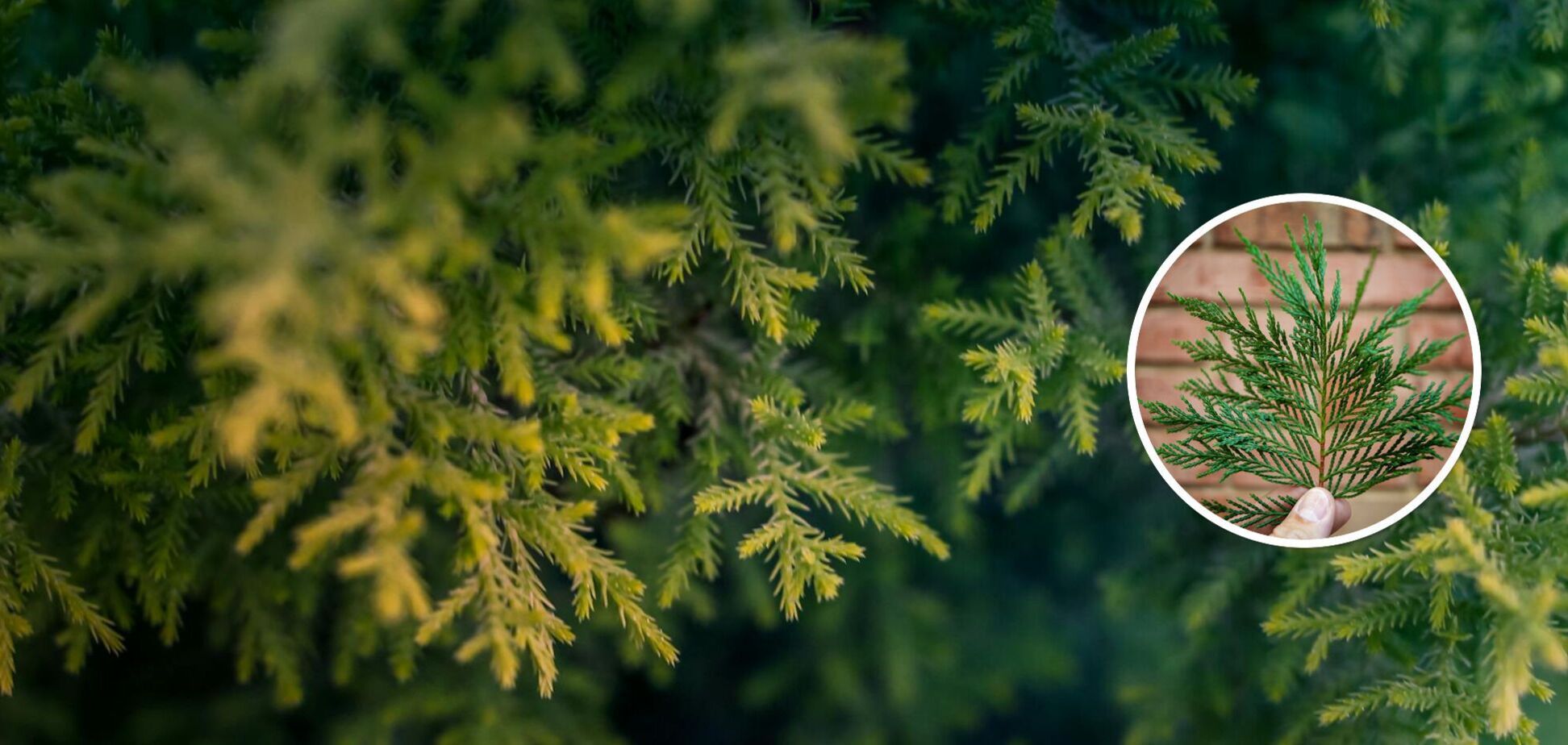 Будут пышными и не будут желтеть: чем можно подкормить туи