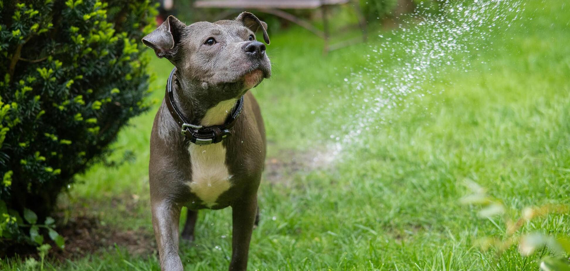 В Британии создадут сад, дружественный к собакам: там даже появятся 'запрещенные' растения