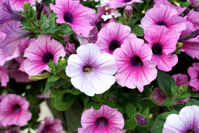 Петунії цвістимуть до перших заморозків: що треба зробити