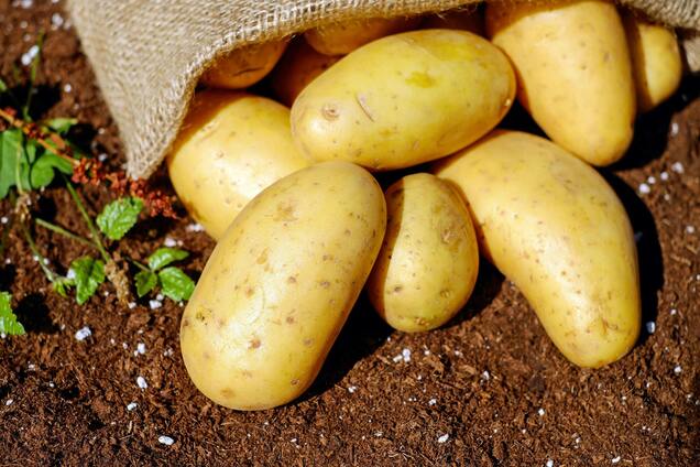 Як підвищити урожай картоплі: важливий крок під час вирощування