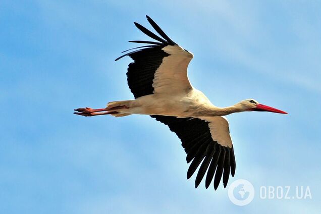Накрыла своим телом птенцов: во время обстрела Киевщины погиб аист. Видео