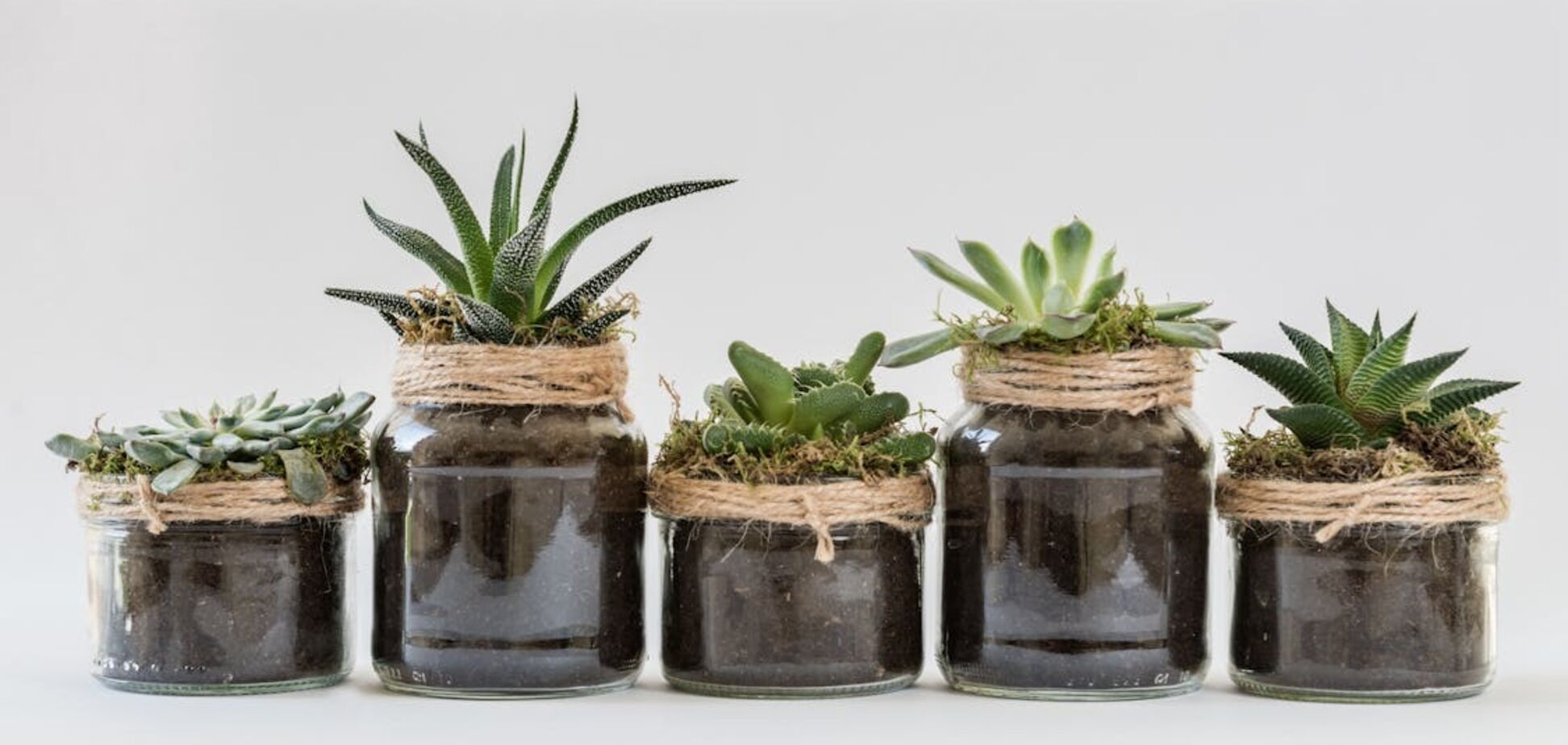 Топ-5 растений, которые очистят ваш дом от токсинов