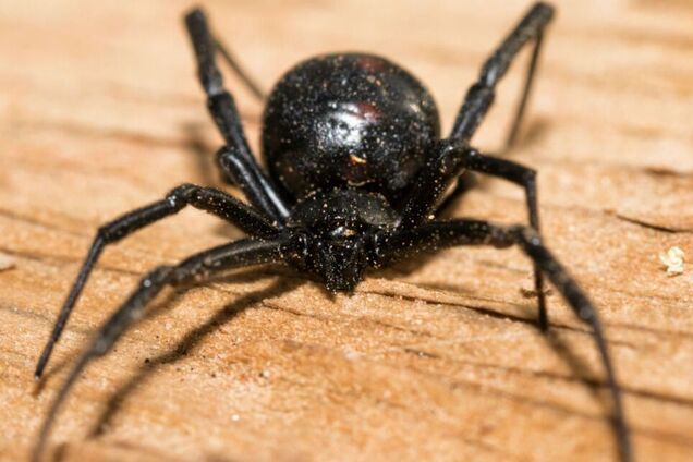 Тарантули, каракурти і не лише: що робити у разі укусу отруйних павуків в Україні