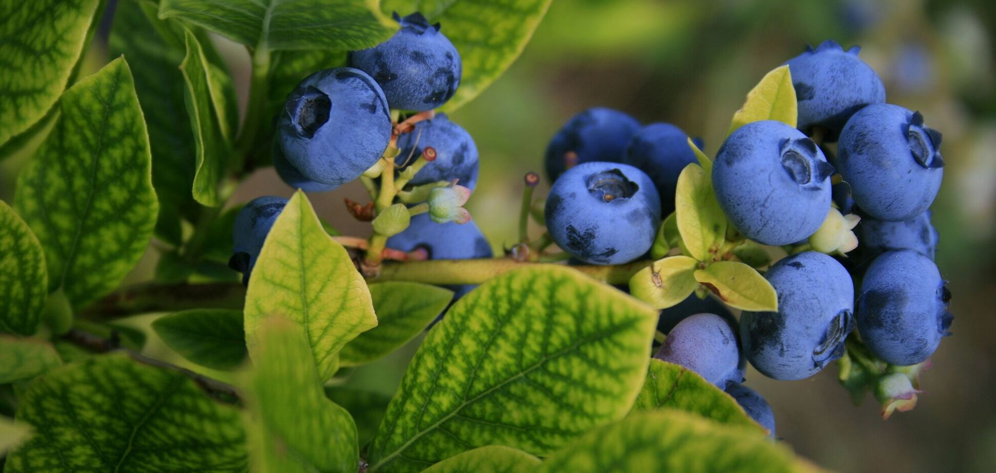 Чим підживити лохину: ягід буде набагато більше