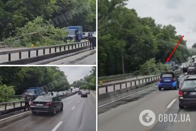 В Киеве на улице Телиги на дорогу упало дерево: образовалась пробка. Подробности и видео