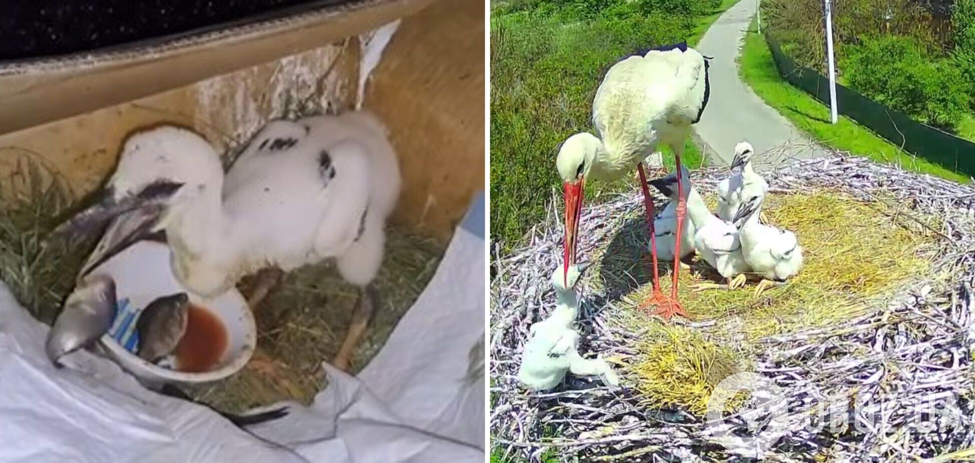 Находится на карантине: появились данные о состоянии аистенка Катруси, которую отец Грицик вынес из гнезда. Видео