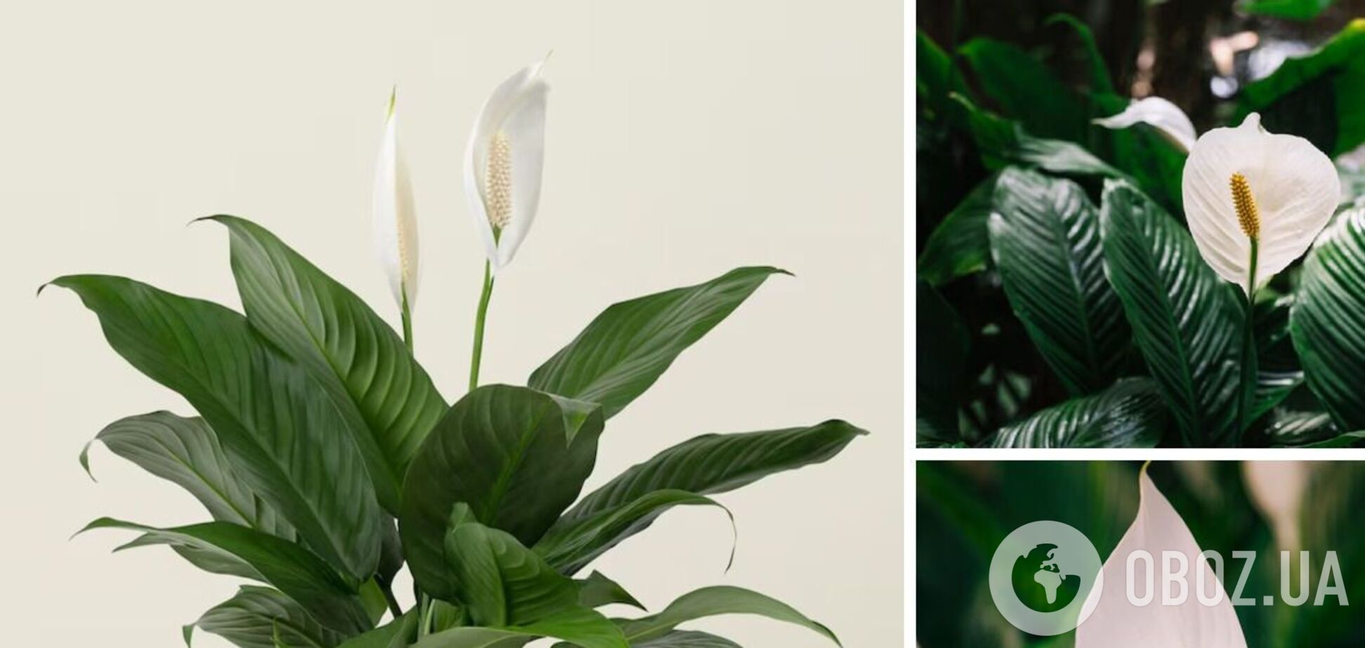 Спатифілум розквітне за лічені дні: чим підживити
